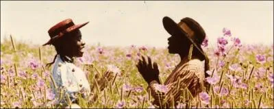 Film inspir du roman d'Alice Walker qui relate l'histoire de deux surs, de couleur noire, Celie et Nettie, et de leur famille au cours de la premire moiti du XXme sicle dans le sud des Etats-Unis.