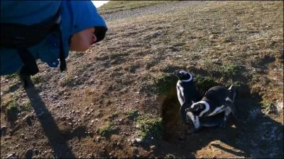 Si vous n'tes pas manchot, vous dcouvrirez facilement  quel pays appartient Punta Arena !