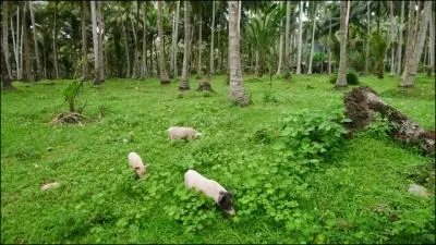 Si je vous dis que sur cette le, le cochon est roi, vous allez sans doute prtendre que je vous  Sonde  !