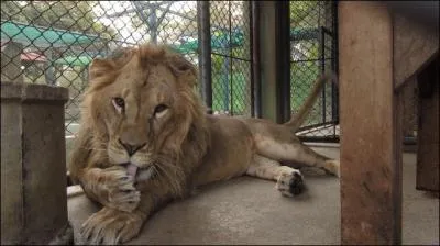 Venez donc avec moi visiter ce digne reprsentant de la fort de Gir !