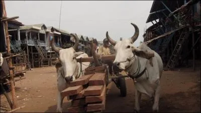Tant que vous tes en Asie, profitez-en, allez visiter le temple d'Angkor ...