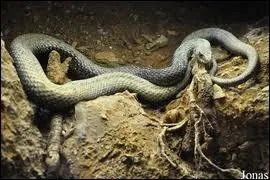 Grand serpent diurne,  nez retrouss, qui chasse les lzards et les amphibiens dans les prairies et les forts de Madagascar.