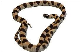 Ce serpent assez rare prfre les zones boises d'altitudes. C'est un nocturne , mais il sort le jour quand les nuits sont froides.