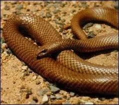 Originaire d'Australie et de Nouvelle-Guine, ce serpent a t introduit accidentellement sur l'le de Guam, dans le Pacifique ouest, o il a dcim la faune locale.