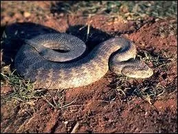 Ce prdateur des dserts d'Australie occidentale trompe ses proies - lzards ou petits mammifres - en tortillant sa queue avant de se dtendre.