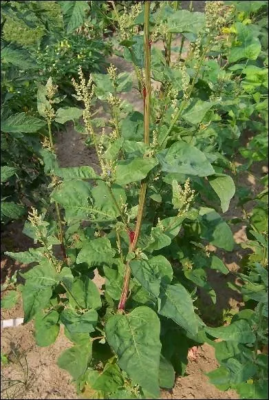 Comment s'appelle ce lgume cultiv comme plante potagre pour ses feuilles ?