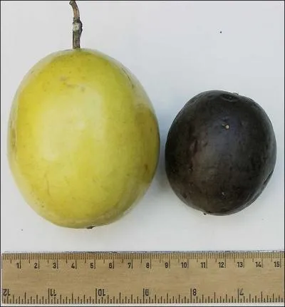 Comment se nomme ce fruit (sur l'image, la forme pourpre et la forme jaune) ?