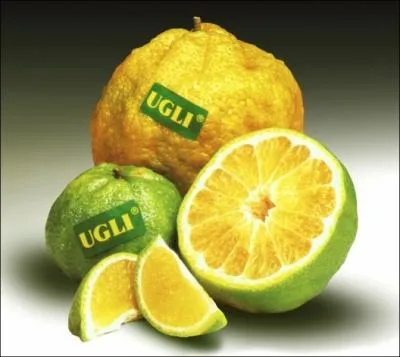 Comment s'appelle cet agrume hybride aussi appel tangelo ?