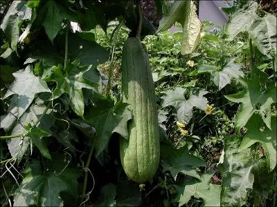 Quel est ce fruit consomm comme lgume de la famille des Cucurbitaceae ?