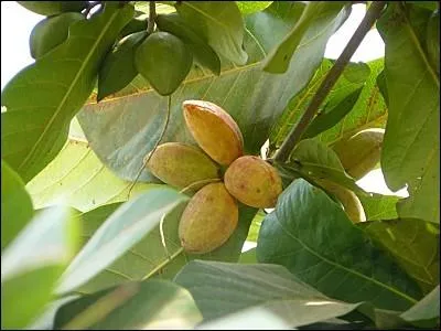 Comment s'appelle ce fruit contenant une amande dore ?