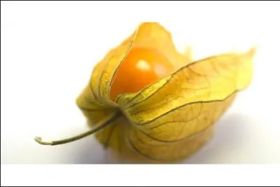 Comment s'appelle ce fruit, aussi nomm coqueret du Prou ou cerise de terre ?