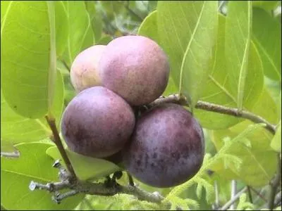 Comment s'appelle ce fruit des Antilles ?