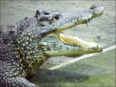 Si vous faites semblant d'tre triste, que pouvez-vous faire avec cette photo ?