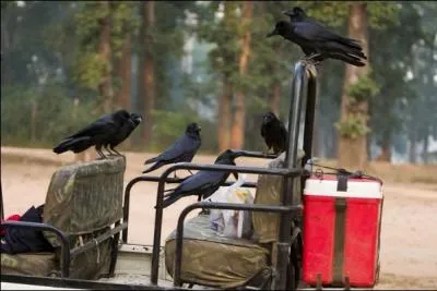 Familirement, quel personnage malfaisant est incarn par cet oiseau ?