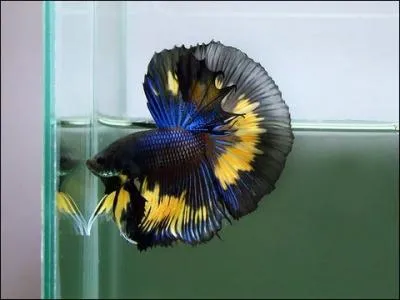 Ici la queue prend la forme d'un ventail qui doit tre un demi-cercle parfait. Les nageoires drosales et anales sont galement trs dveloppes et doivent assurer la continuit de la caudale. C'est...