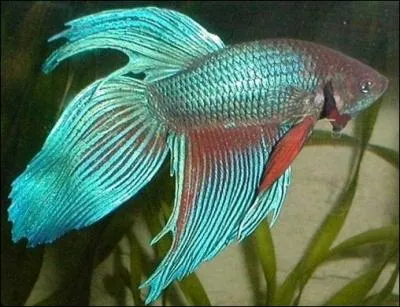 C'est de nos jours, la varit de betta la plus courante. Elle se caractrise par un allongement important des nageoires dorsales, anales et caudales. Comment s'appelle cette forme de betta ?