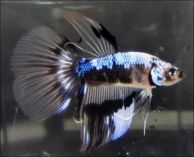 Cette forme de betta a une queue considrablement largie pour prendre l'aspect d'un triangle largement ouvert. La dorsale est plus large  sa base et est surtout plus longue. C'est un...