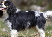 Quiz Le Cavalier King Charles