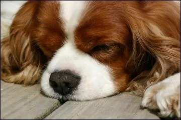Comment se nomme la race de Cavalier King Charles marron et blanc ?