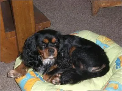 Quel est le dfaut des Cavaliers King Charles ?