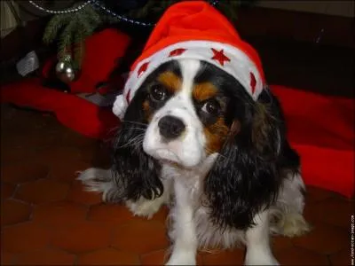 Comment se nomme la race de Cavalier King Charles noir, blanc et marron ? (Cette image est mon image de profil)