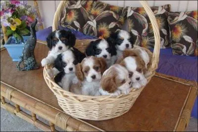 Combien existe-t-il de races de Cavalier King Charles ?