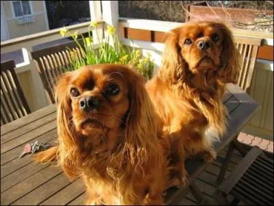 Comment se nomme la race de Cavalier King Charles marron ?