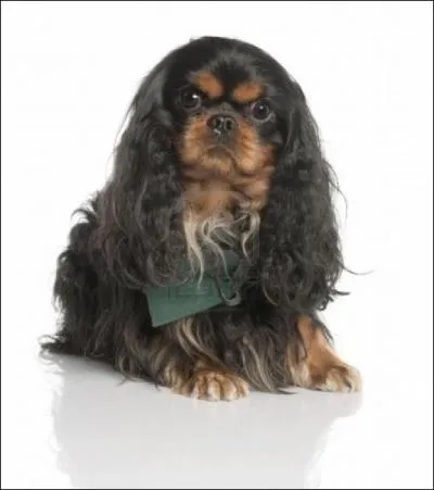 Comment se nomme cette race de Cavalier King Charles noir et marron ?