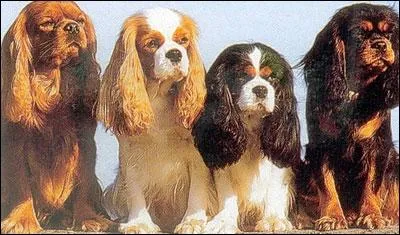 Quel est le poids  peu prs idal pour un Cavalier King Charles ?