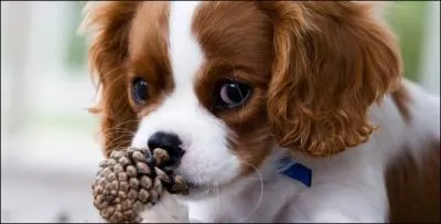 Existe-t-il encore une autre race de Cavalier King Charles ?