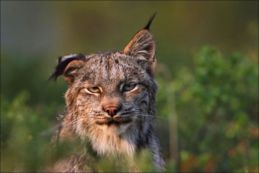 Vous pouvez trouver ce félin en France, en particulier dans le Jura !