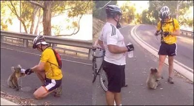 Sympathiques, ces deux cyclistes, elles s'arrtent pour donner  boire  un jeune panda !