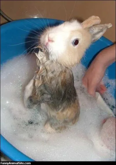 Quelle maladie mortelle fait des ravages chez le le lapin europen ?