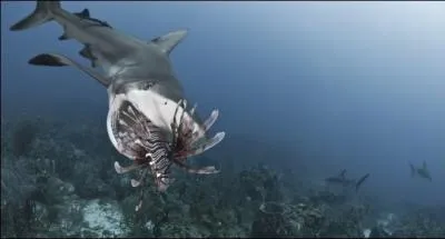 Que vient d'attraper le requin ?