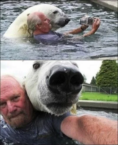 Une ourse polaire peut rester ...