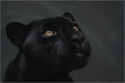 La panthre noire est une espce diffrente de ce que l'on appelle panthre ou lopard !