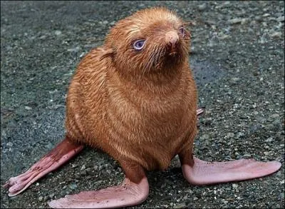 Vous allez me dire que cet animal a une drle de bouille, et vous aurez raison, mais  quelle famille appartient-il ?