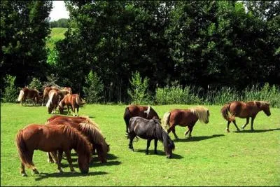  quelle race appartiennent ces chevaux ?