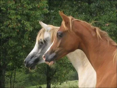 D'o viennent ces chevaux ?