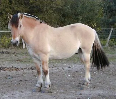 Quelle est la race de ce cheval ?