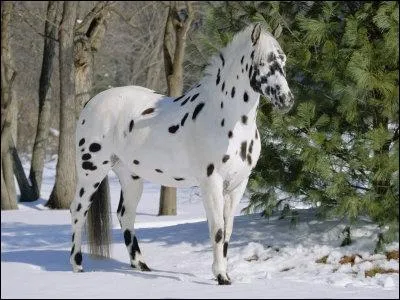 Cet appaloosa est ...