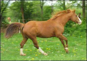  quelle race appartient ce cheval ?