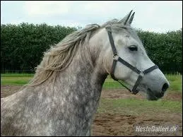 Un cheval gris peut-il avoir des balzanes ?