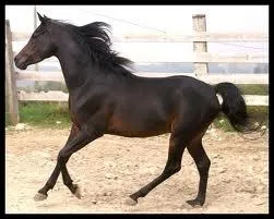 Quelle est la robe de ce cheval ?