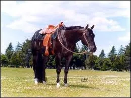 Parmi ces robes, laquelle n'est pas admise pour la race Quarter Horse ?