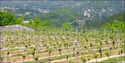 Bien sr, nous allons accompagn notre fromage d'un verre de vin de Cahors, ce vin obtint l'AOC en :