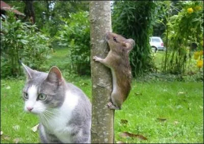 Terminez la phrase, inspirée d'une fable !