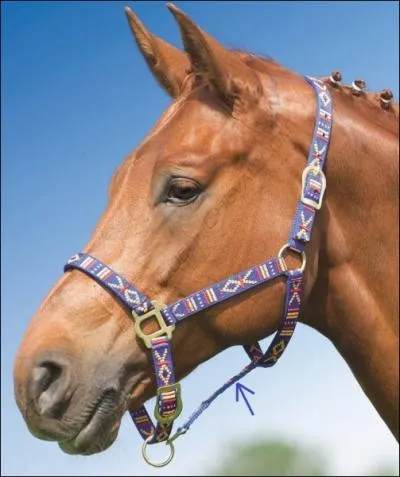 Comment s'appelle cette partie du licol ?