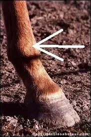 De quelle partie du pied s'agit-il ?