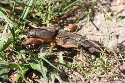 Quel insecte aussi appel taupe-grillon cause des dgts dans les jardins sur les jeunes plantes dont il sectionne la racine ?